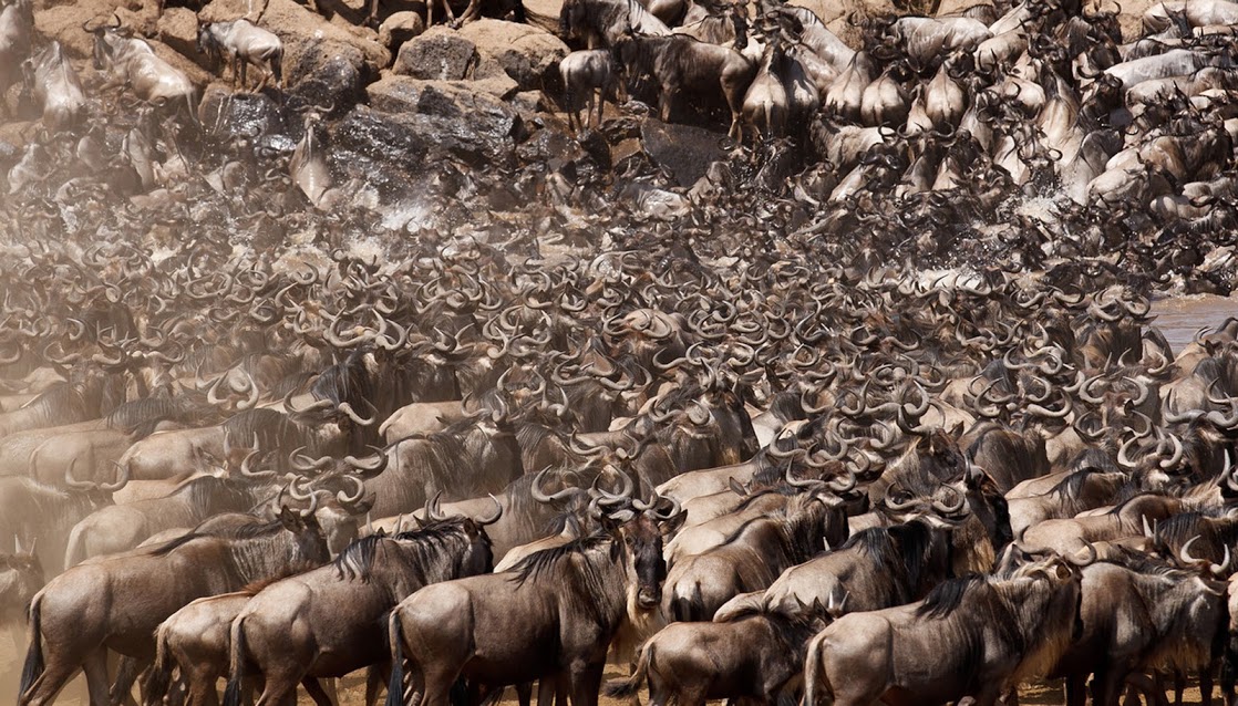 Image number 1 for 11 Day Great Serengeti Wildebeest Safari