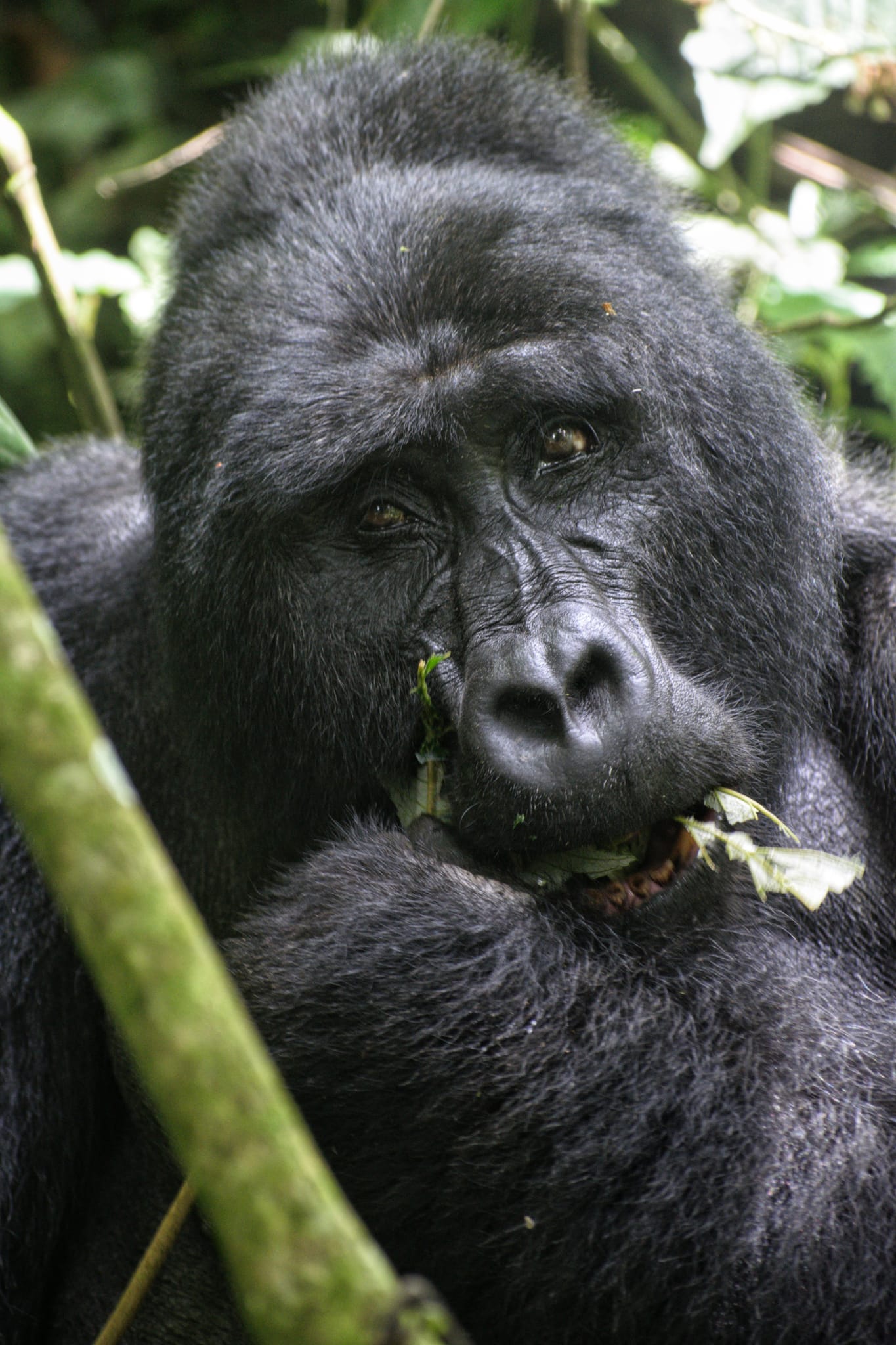 Image number 6 for Gorilla Trekking