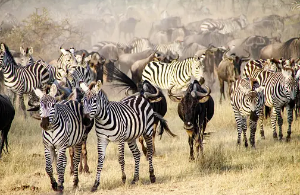 Image number 12 for Experience The Thrill Of The Great Migration