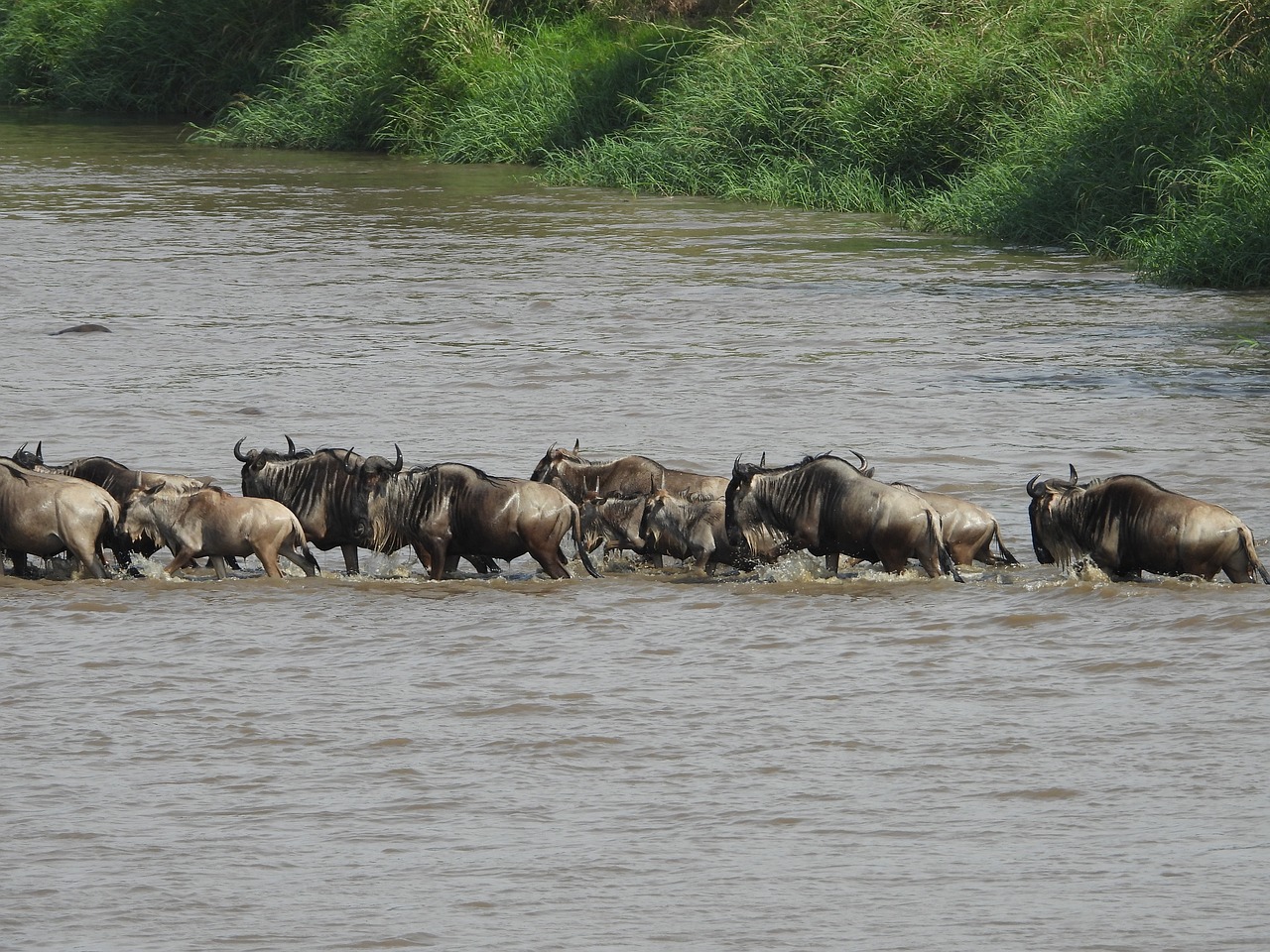 Image number 2 for Best 6 Days Serengeti Migration Safari