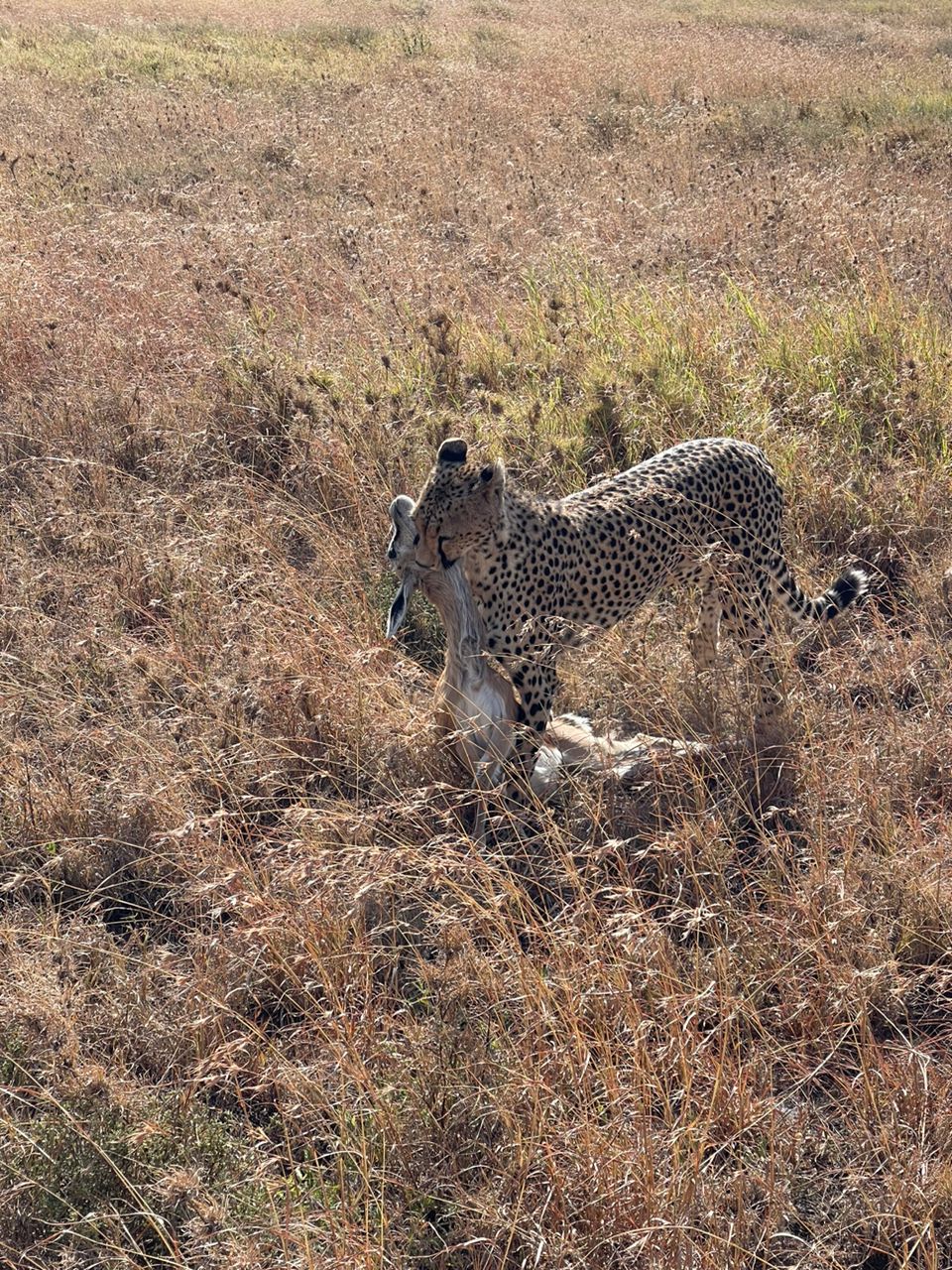 Image number 3 for 7 Days Tanzania Safari