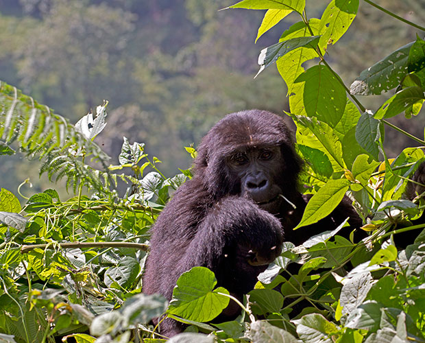 Image number 3 for Ultimate Gorilla Safari To Uganda