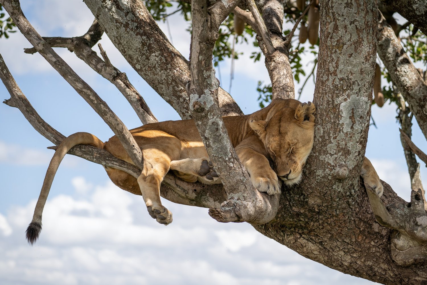 Image number 6 for Tanzania Luxury Safari & Zanzibar Beach Escape