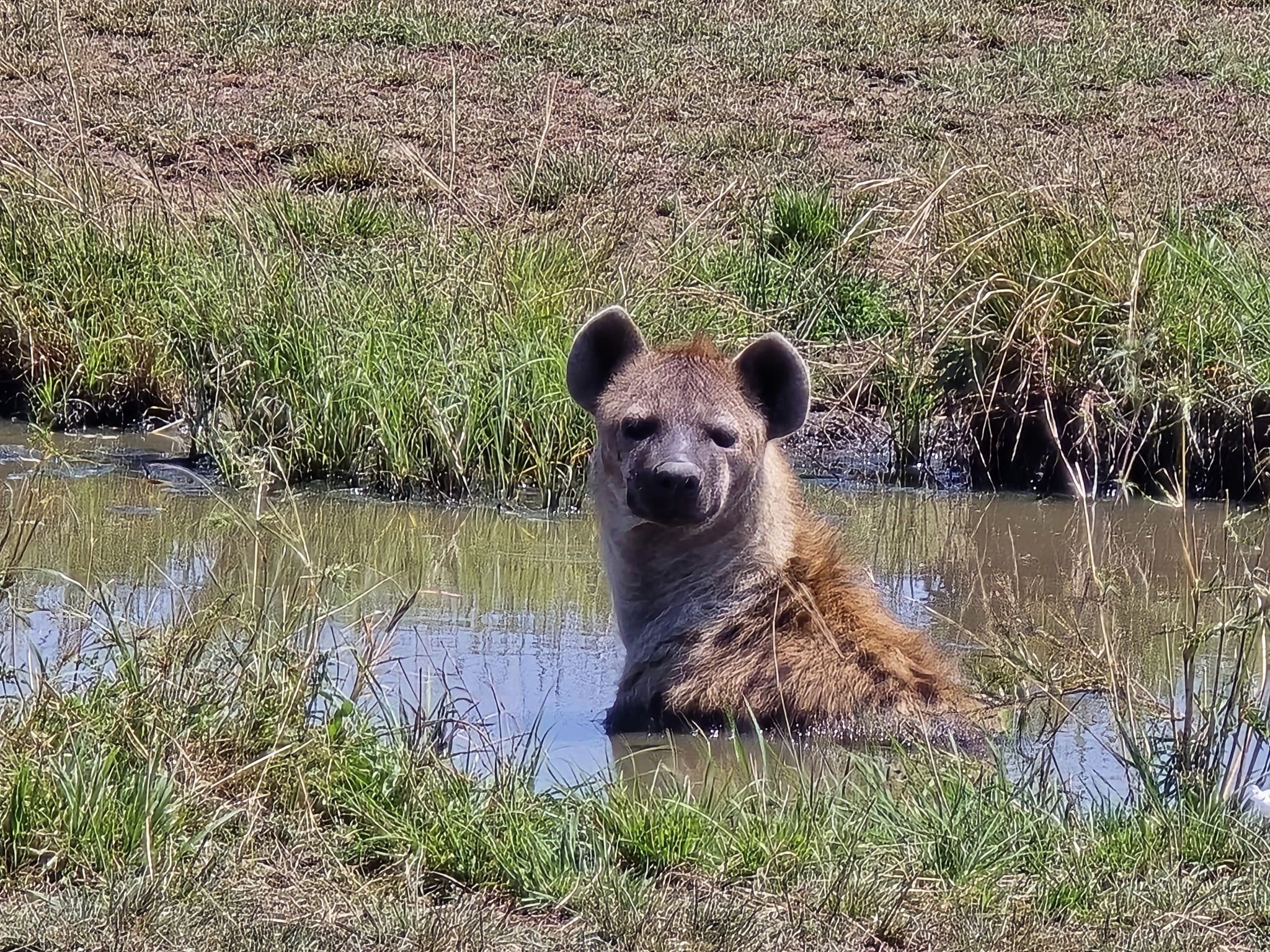 Image number 13 for Explore Buffalo Springs, Samburu & Ol Pejeta Tour