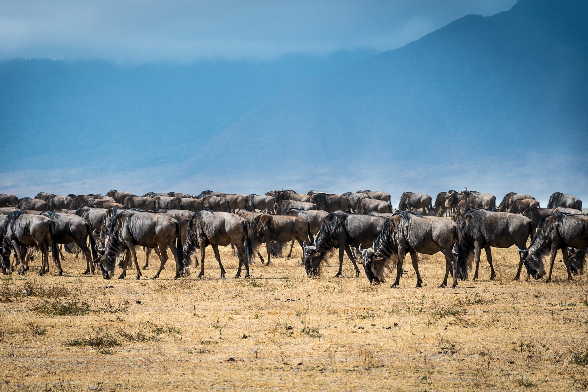 Image number 3 for 6 Days Calving-great Migration 