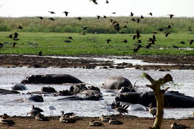 Image number 5 for 7-day Northern Tanzania Safari (simba)