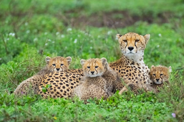 Image number 2 for Tanzania Ultimate Group Safari