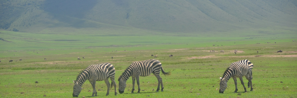 Image number 2 for 7 Days 6 Nights Tanzania Safaris