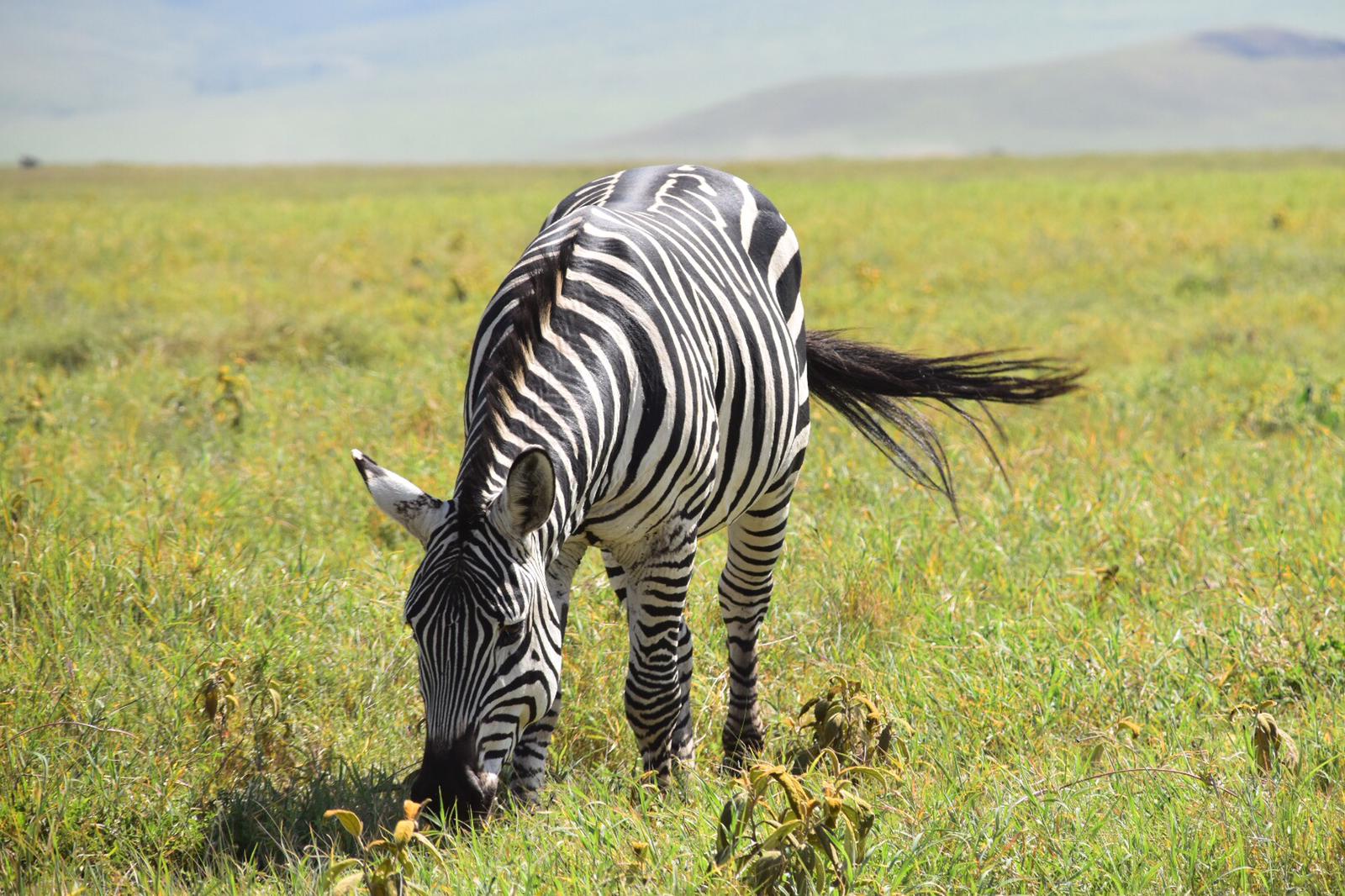 Image number 3 for Best 1 Day Tanzania Safari To Tarangire