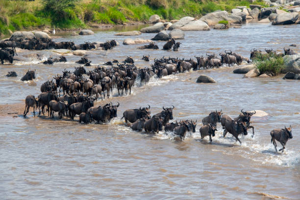 Image number 2 for Safari Clásico:los Parques Del Norte De Tanzania