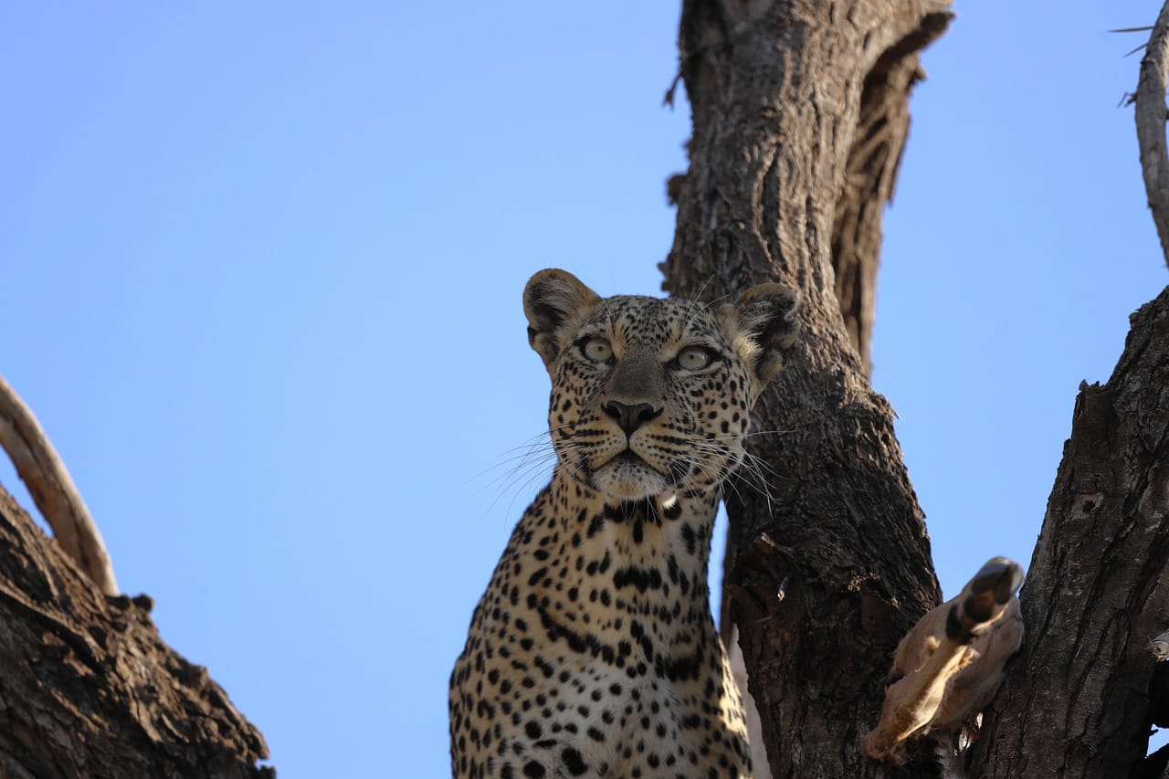 Image number 6 for Wild Kenya: 4-day Safari In Samburu & Ol Pejeta