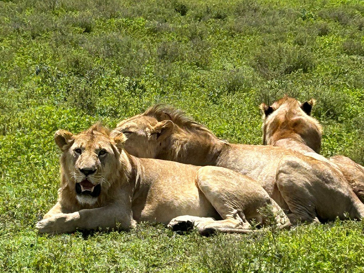 Image number 3 for 5 Days 4 Nights Tanzania Safaris