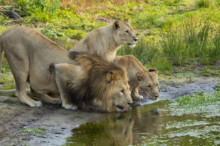 Image number 2 for Explore Masai Mara, Nakuru & Aberdares In 5 Days