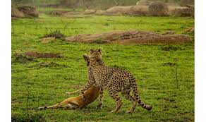 Image number 3 for 4 Days Tanzania Joining Safari 