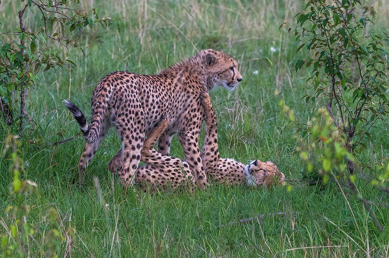 Image number 7 for  Mikumi &udzungwa Mountain Safari