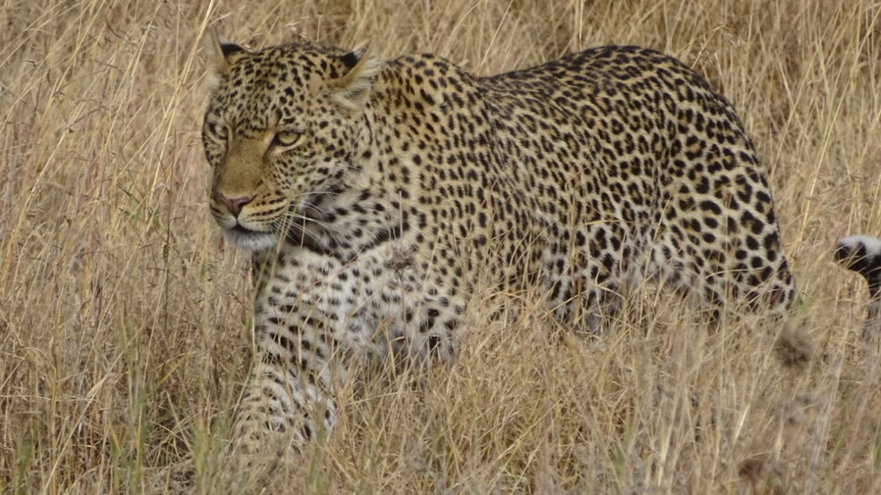 Image number 5 for 4 Days Amazing Tanzania Safari