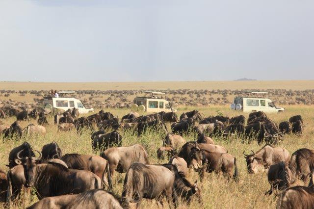 Image number 2 for 3 Days Tanzania Luxury Safari