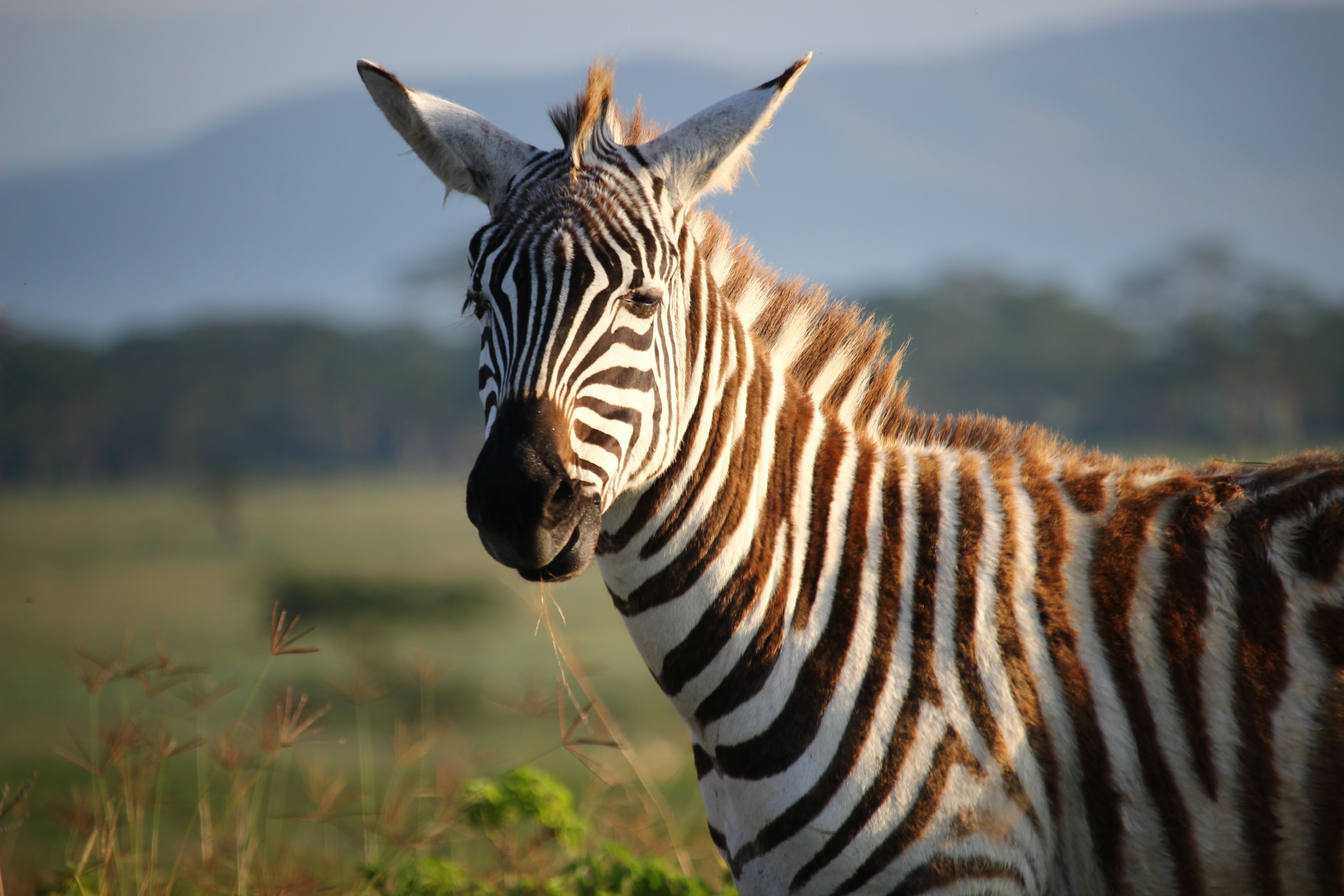 Image number 3 for 4 Days Calving Serengeti Migration 