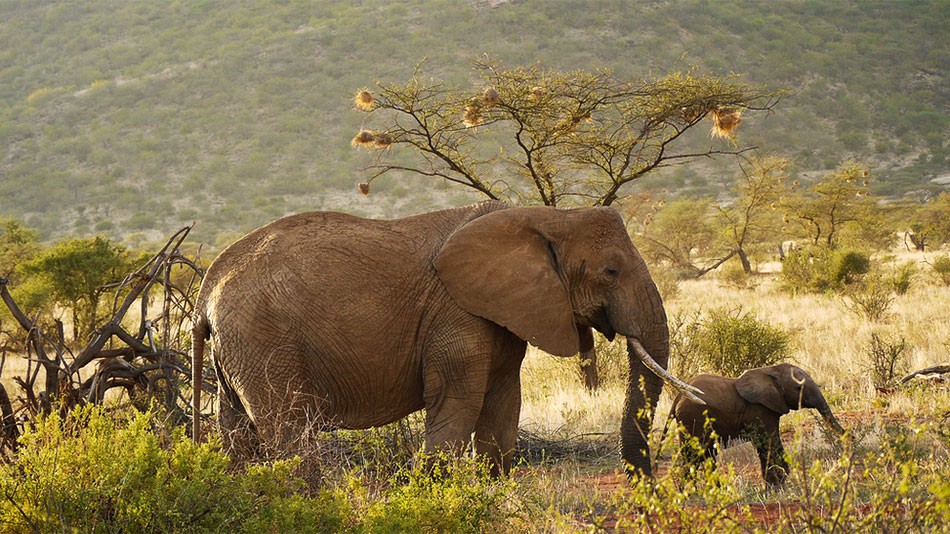 Image number 5 for Wild Kenya: 4-day Safari In Samburu & Ol Pejeta