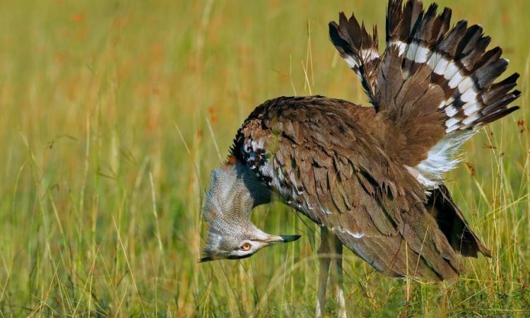 Image number 4 for Explore Kenya 6 Days Lakes, Wildlife, Masai Mara