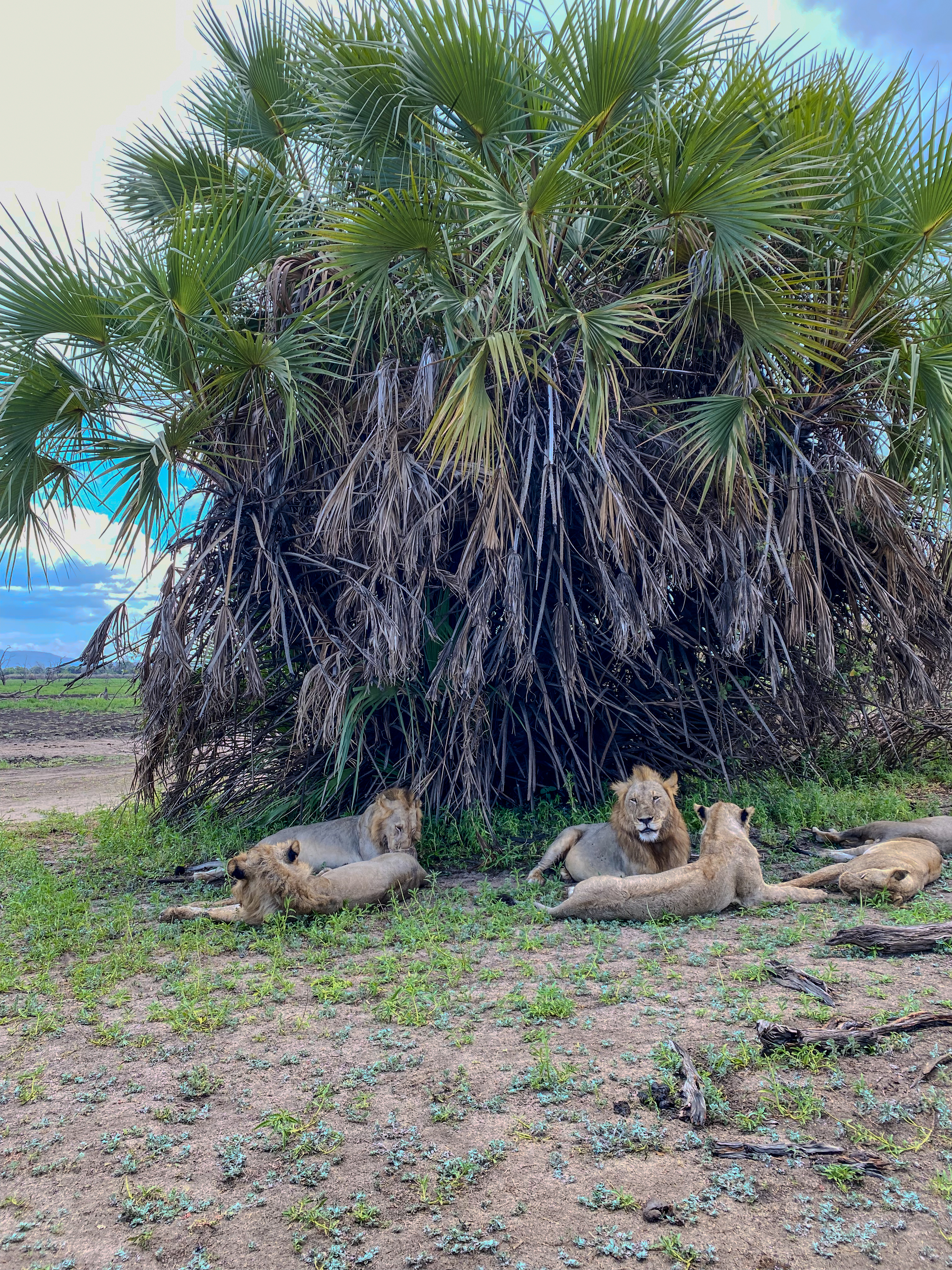 Image number 3 for 3-day Private Safari To Nyerere/selous