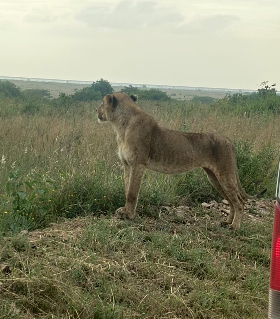 Image number 2 for 14 Days Kenya Tanzania Safari