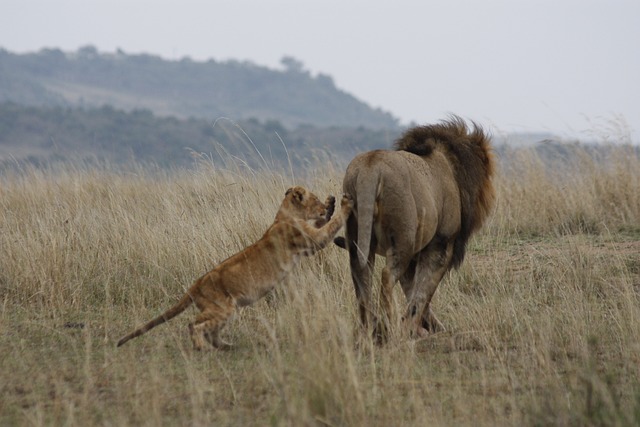 Image number 1 for 4-day Tanzania Luxury Safari Tour