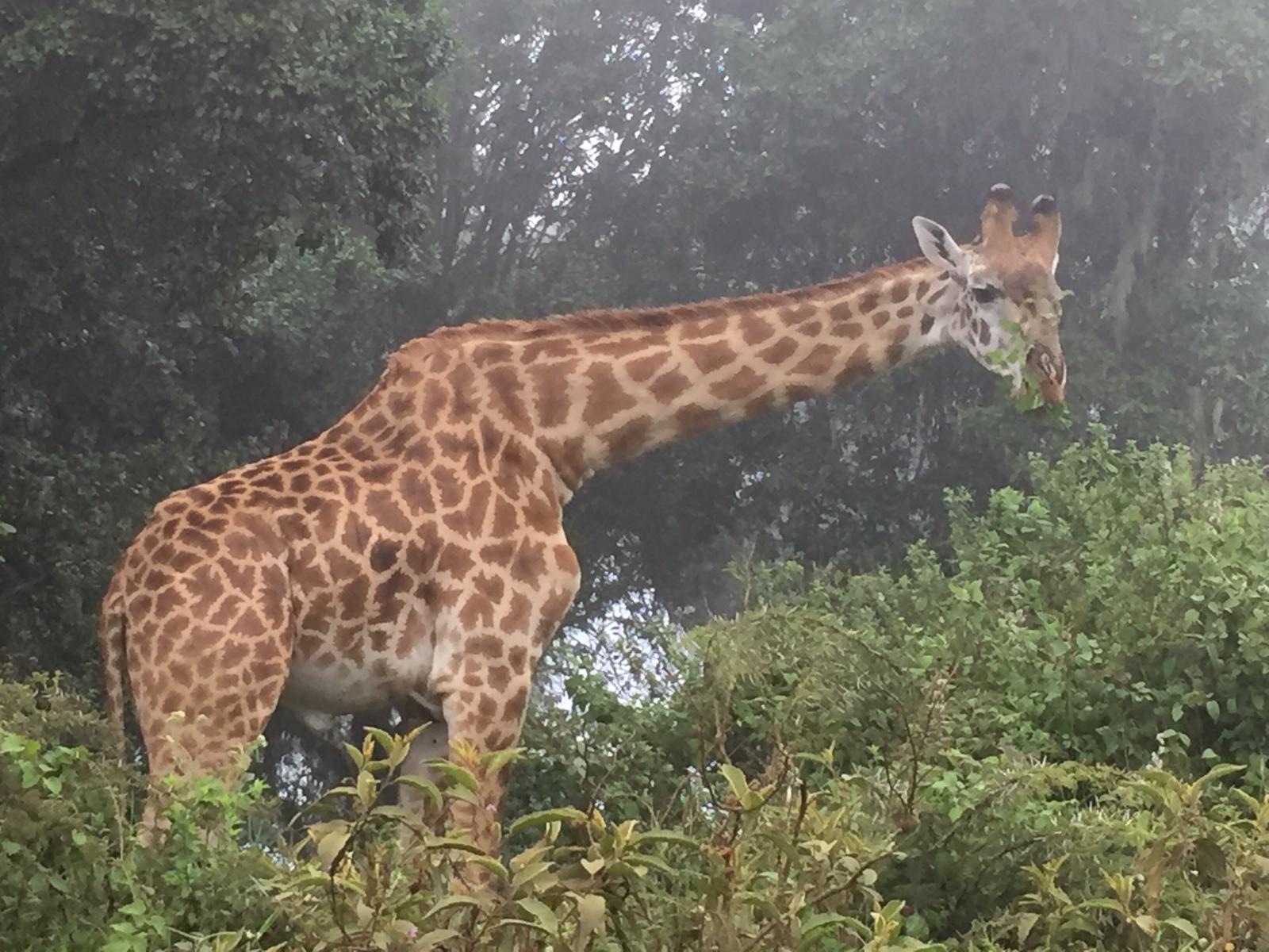 Image number 3 for 2 Days Safari In Tanzania