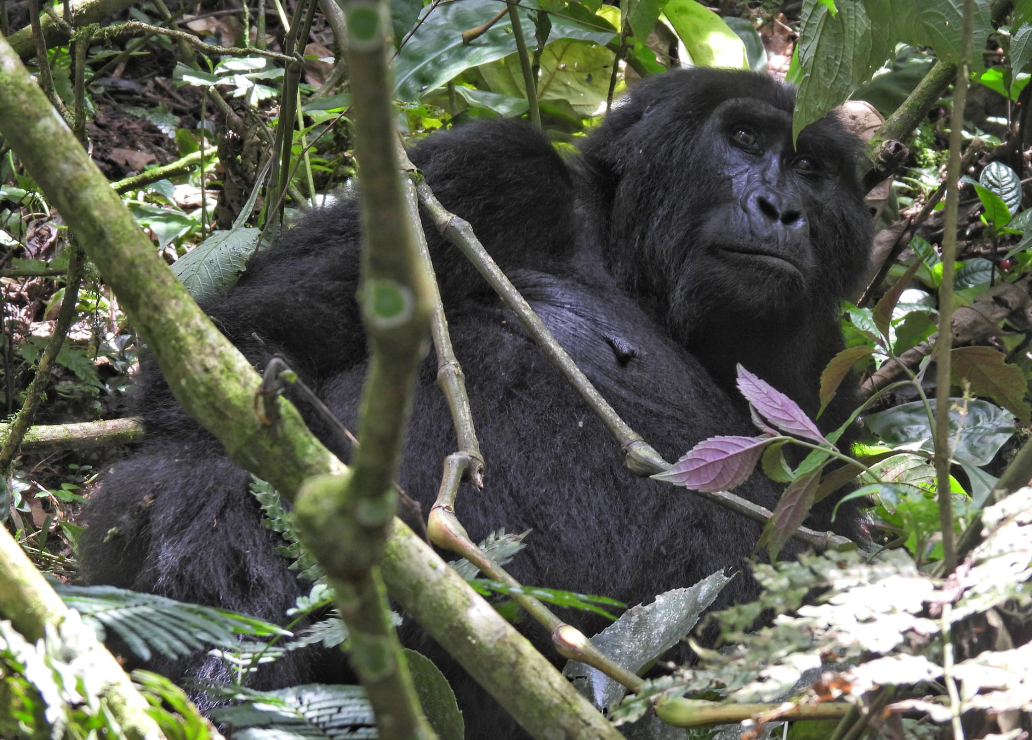 Image number 1 for Gorilla Trekking