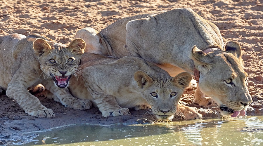 Image number 1 for Tanzania Safari