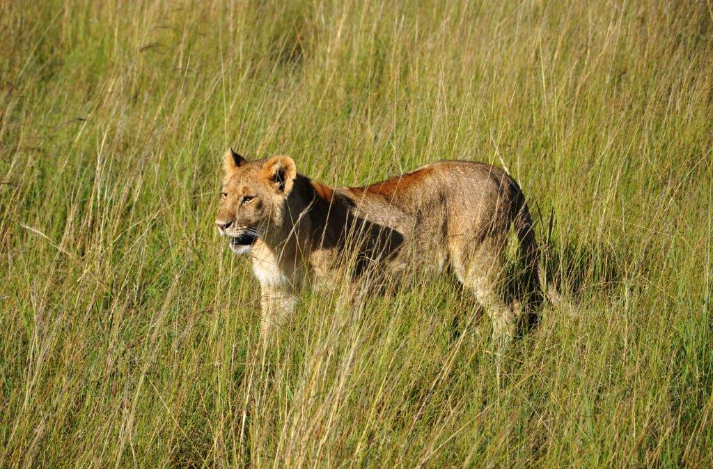 Image number 2 for 4 Tanzania Private Safari