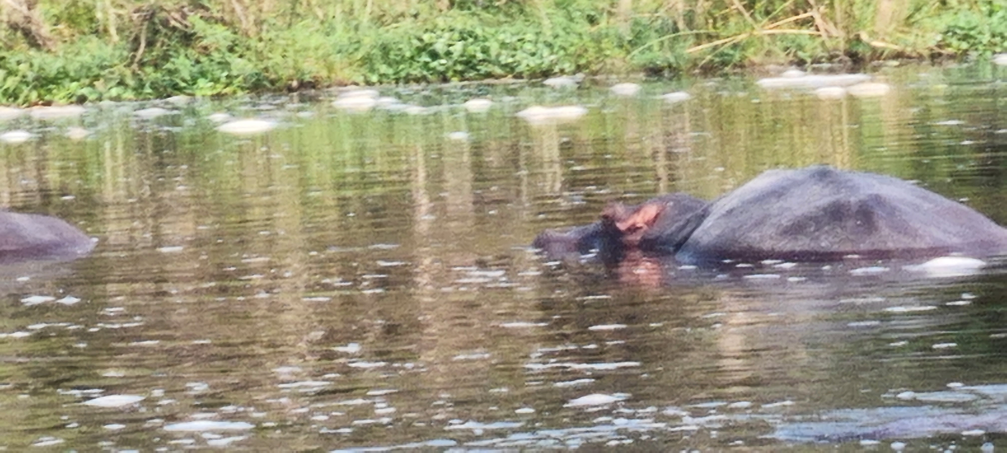 Image number 1 for 8 Days Uganda Primate Tracking Safari