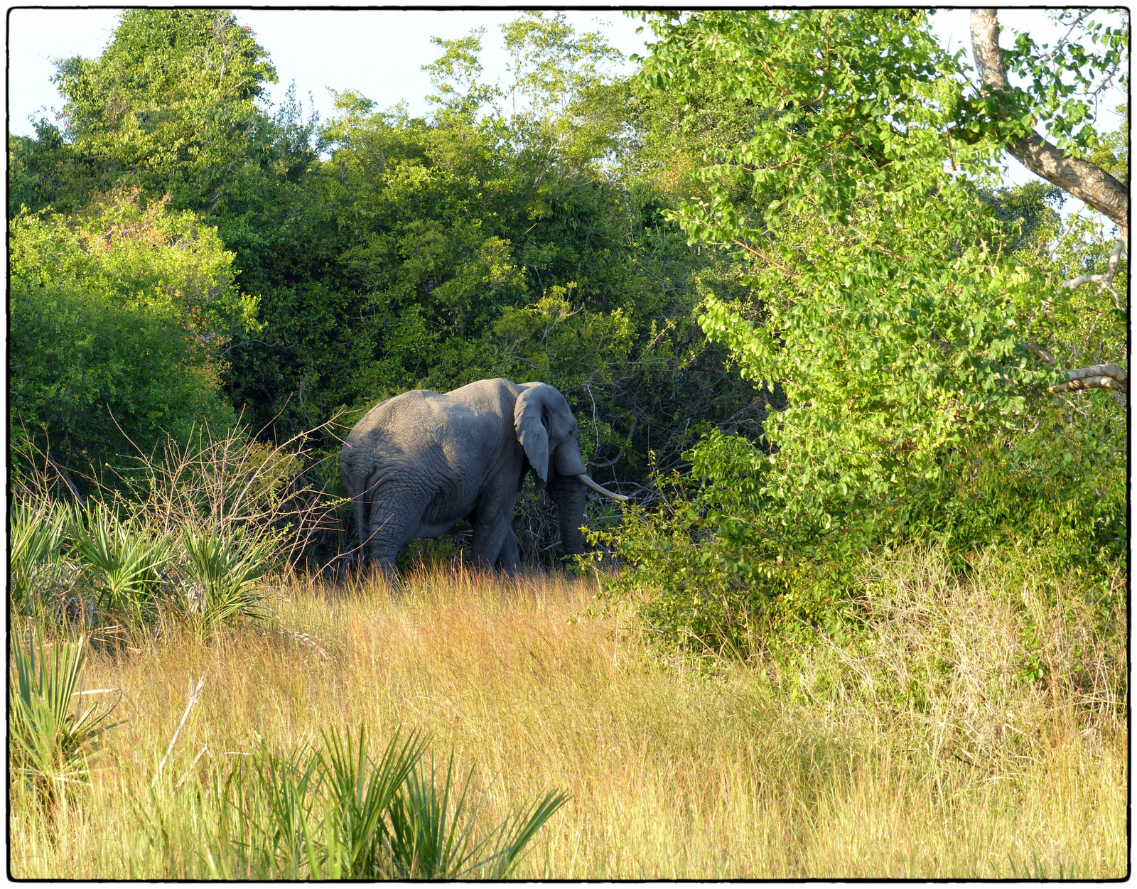 Image number 1 for 5 - Day -tanzania Mid-range Safari 