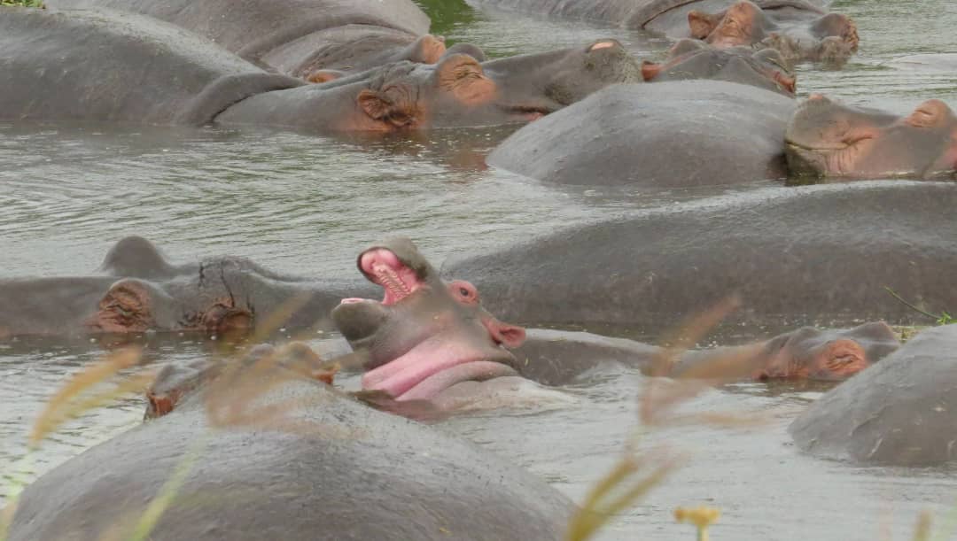 Image number 2 for 3 Days Manyara And Ngorongoro Experience