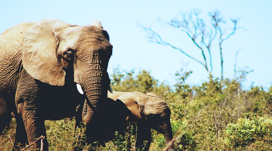 Image number 1 for 5 Days Of Excellent Tanzania Safari