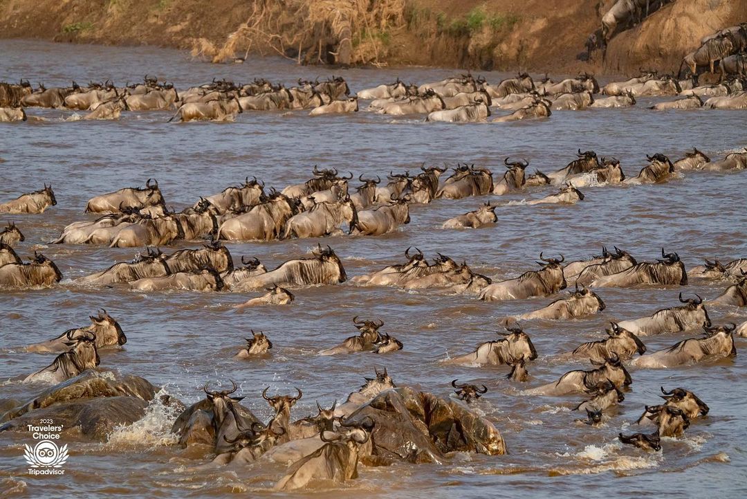 Image number 4 for 3days Serengeti And Ngorongoro 