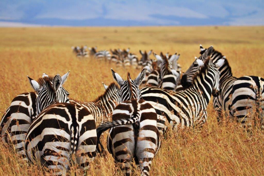 Image number 1 for 4 Days Tanzania Sharing Safari