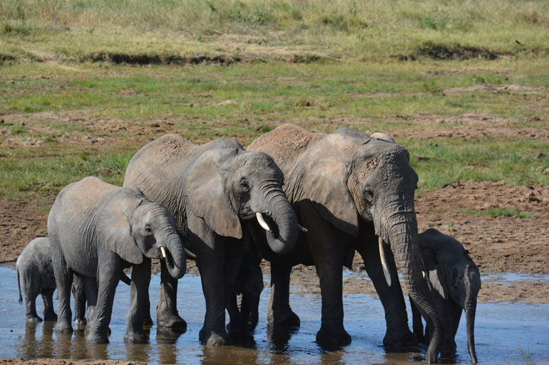 Image number 5 for 6 Days Serengeti Migration Safari
