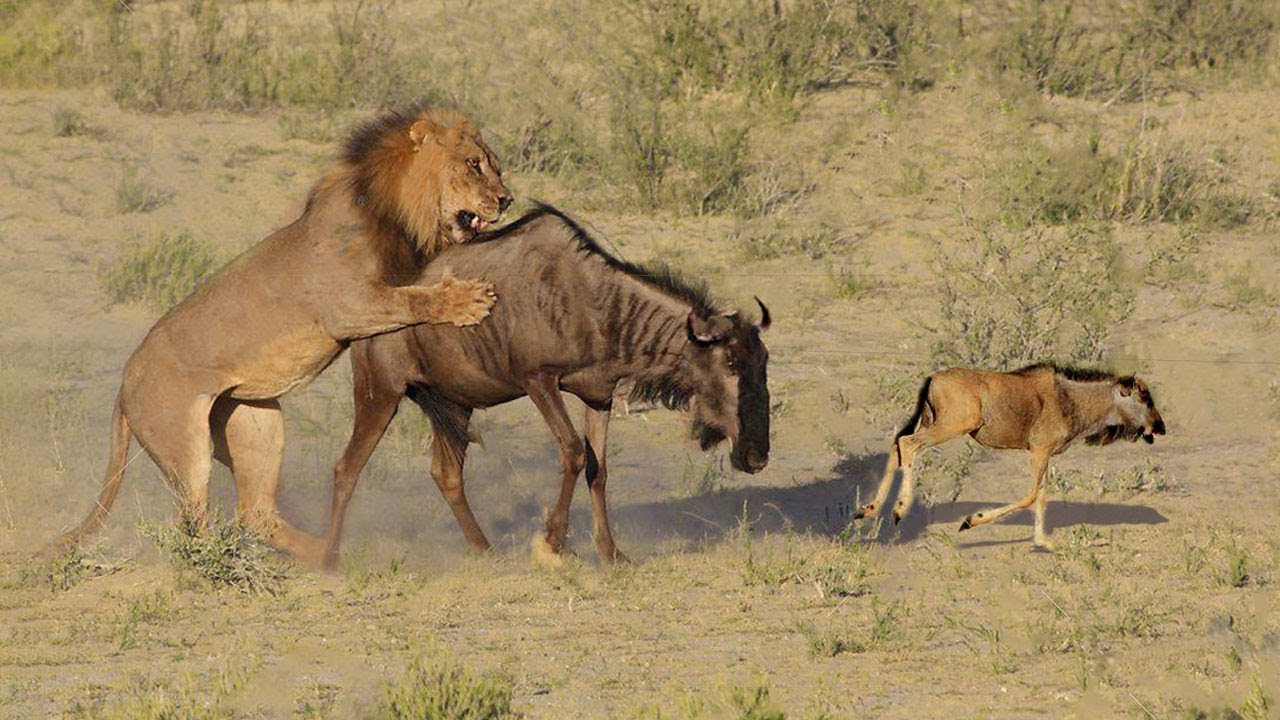 Image number 1 for 16 Days Combo Safaris Kenya And Tanzania