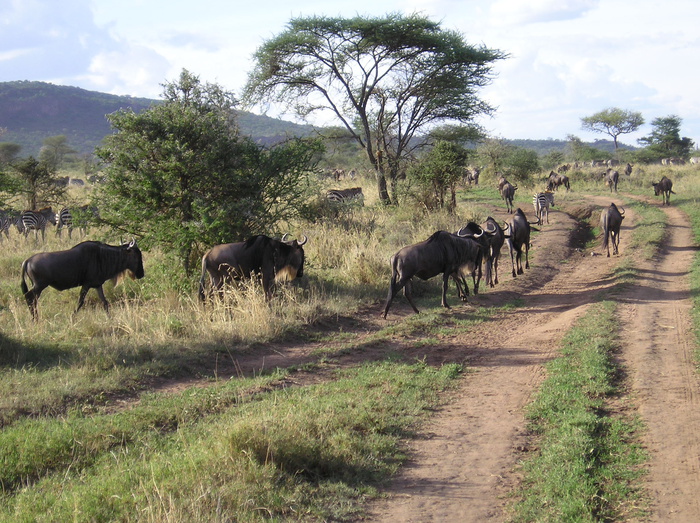 Image number 4 for Mikumi National Park - Game Drive