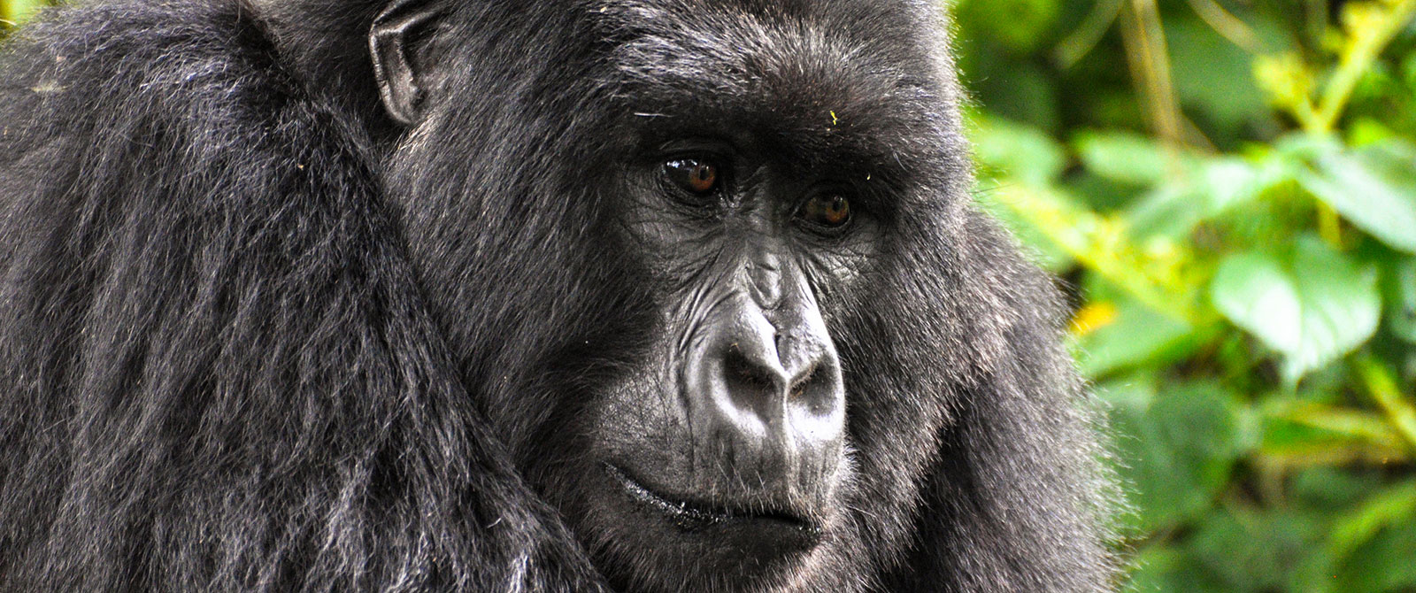 Image number 1 for 3 Days Gorilla Safari In Uganda