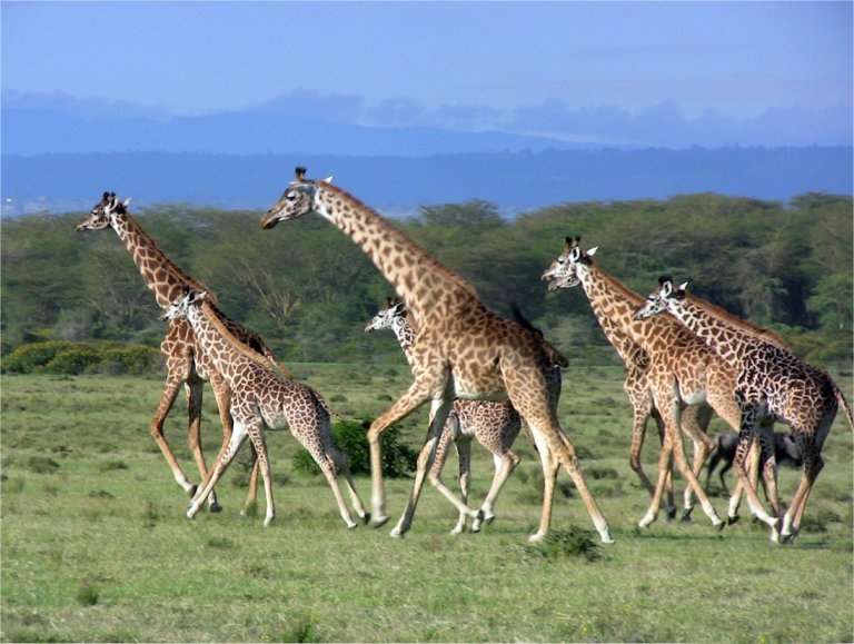 Image number 4 for Majestic Masai Mara: 4-day Big Five Safari 