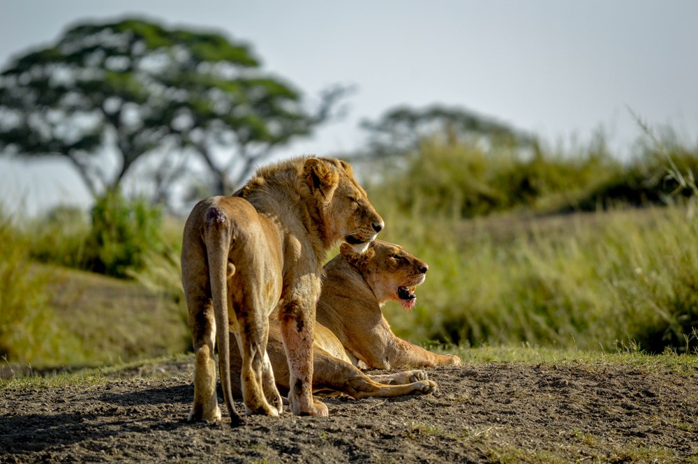 Image number 3 for Best 1 Day Serengeti Safari