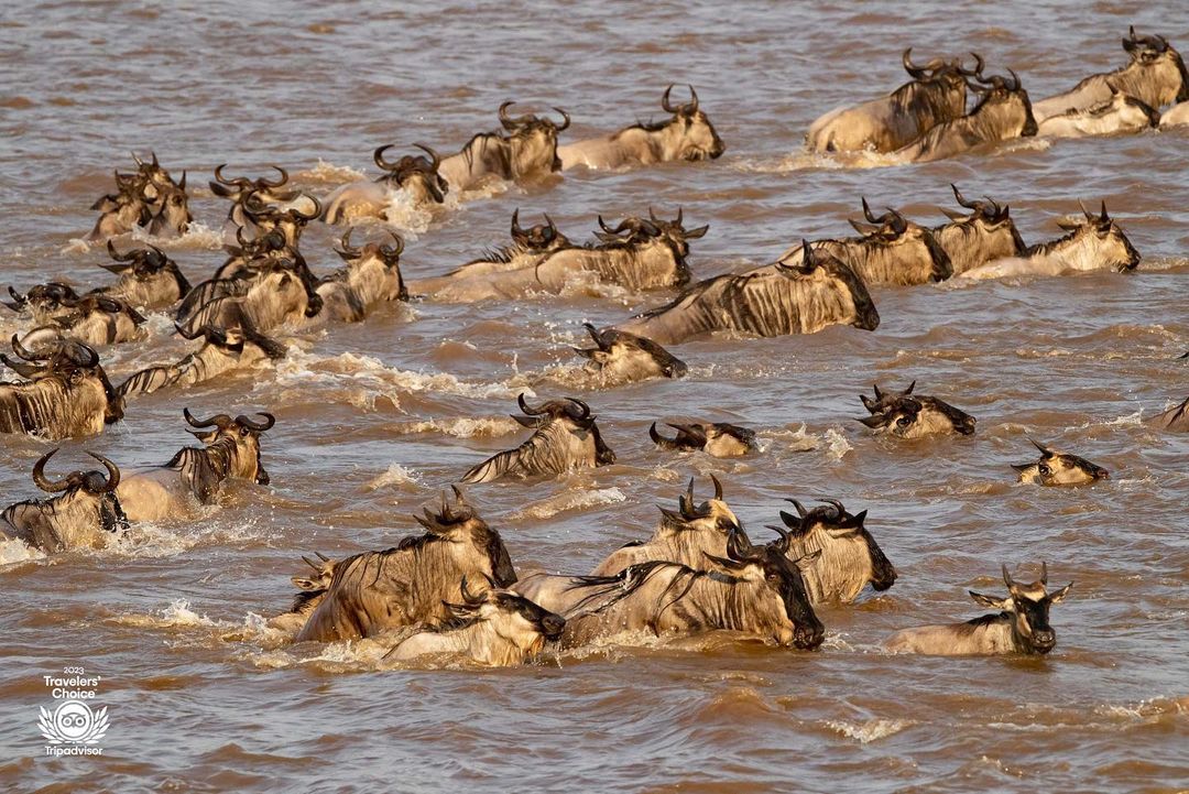 Image number 5 for 3days Serengeti And Ngorongoro 