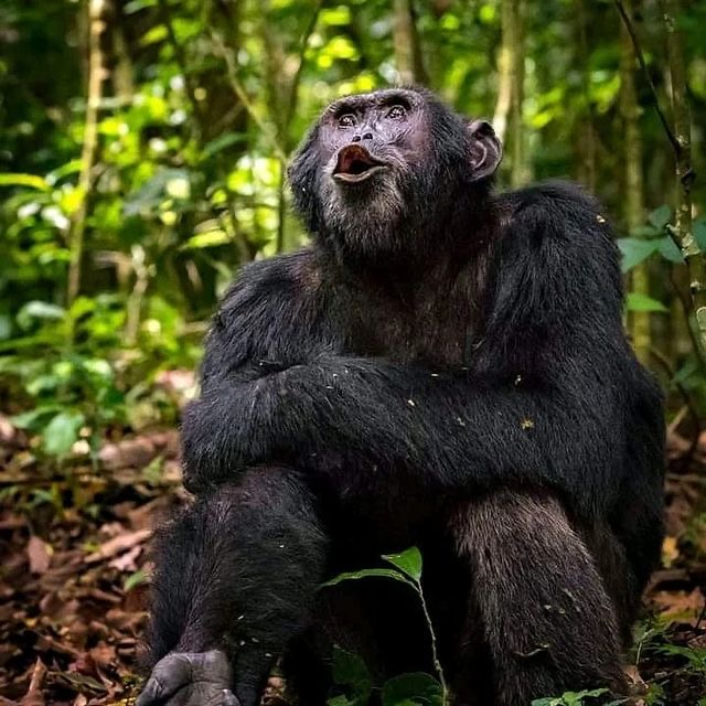 Image number 4 for Wonderfully Chimpanzee Trekking