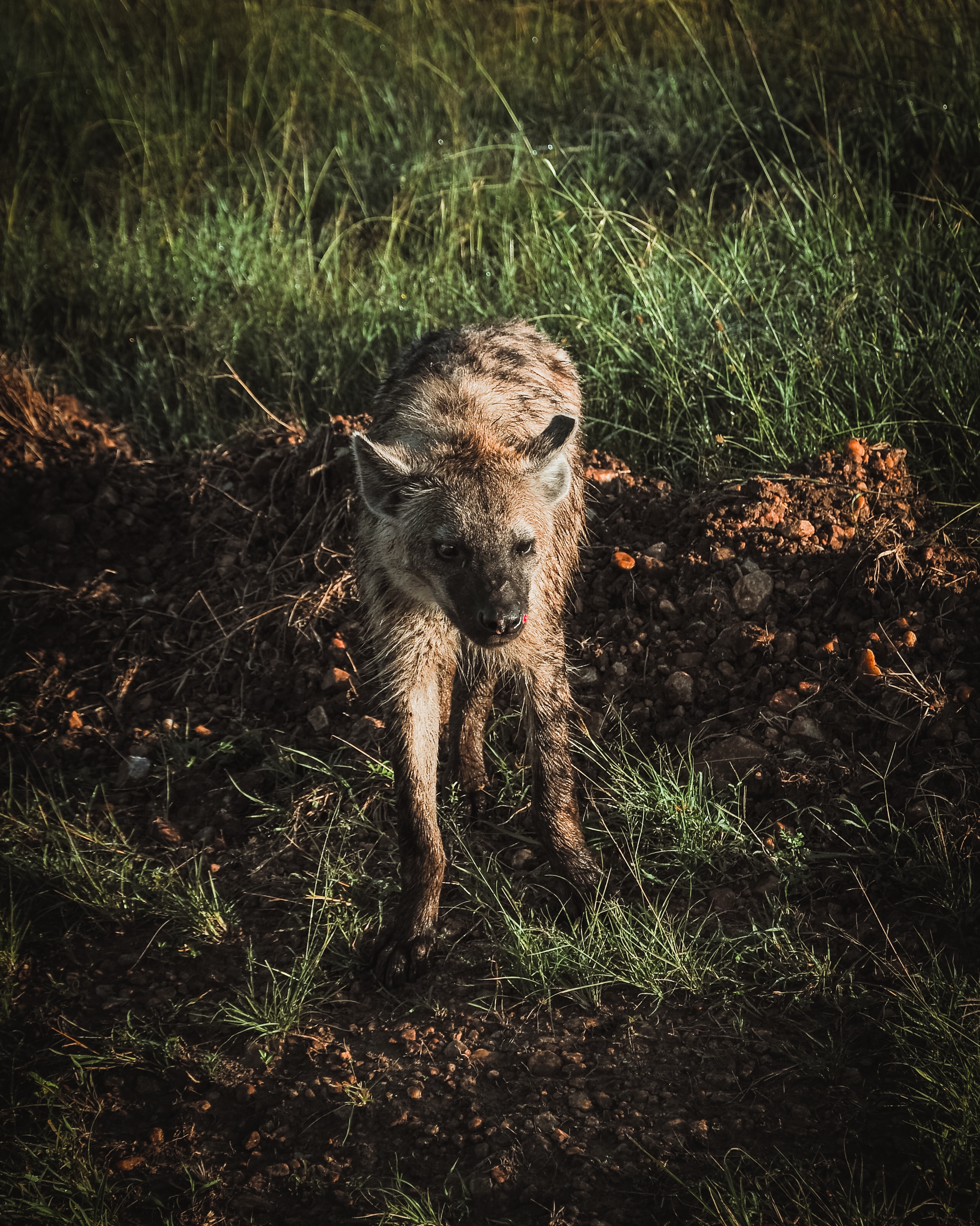 Image number 2 for  3 Days Serengeti Migration 