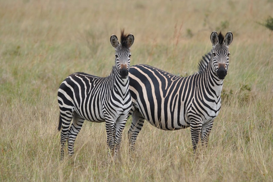 Image number 1 for Game View Nyerere National Park & Boat 