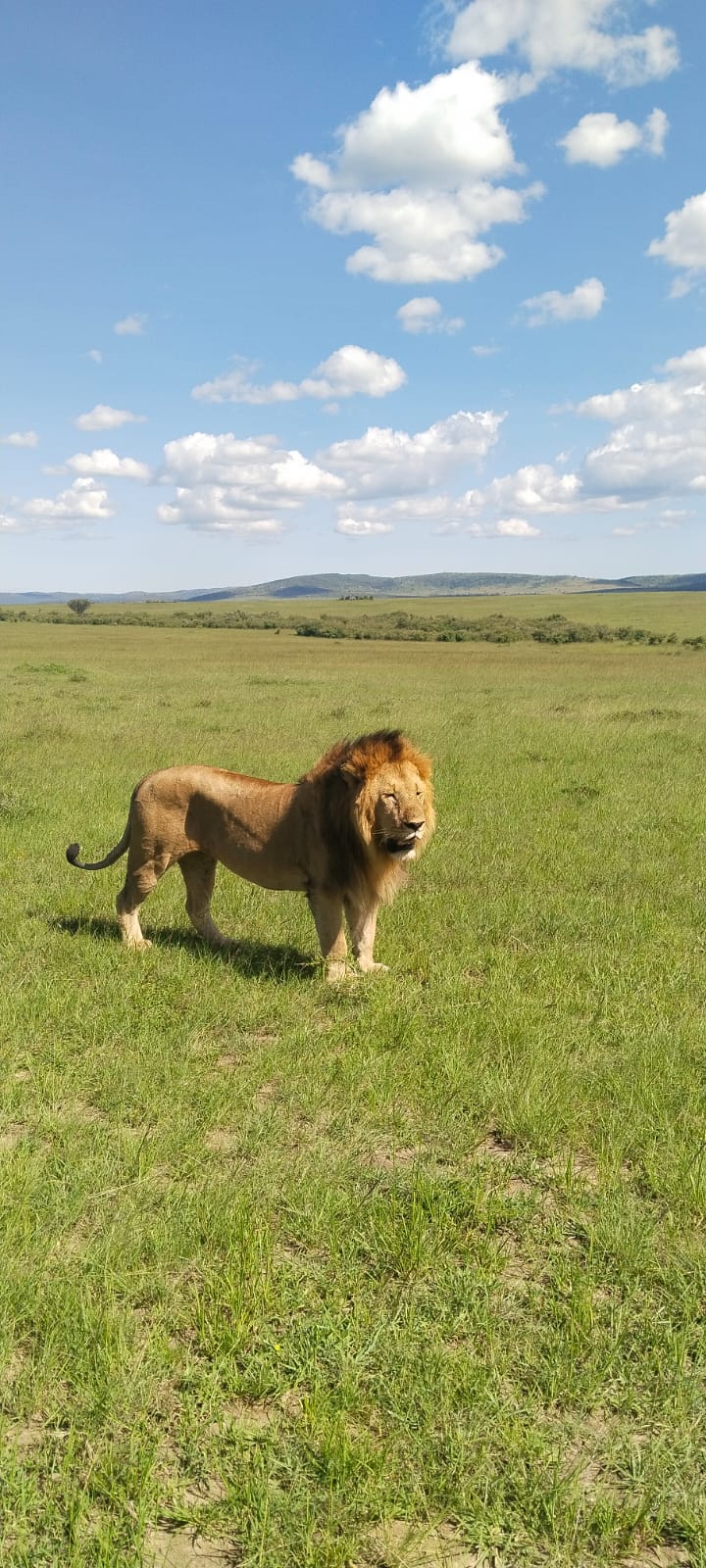 Image number 12 for Wildebeest Migration