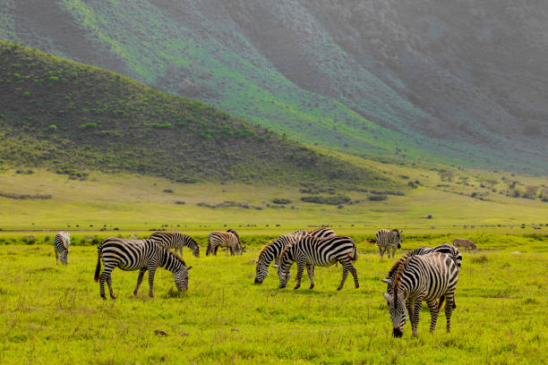 Image number 1 for Tanzania Ultimate Group Safari