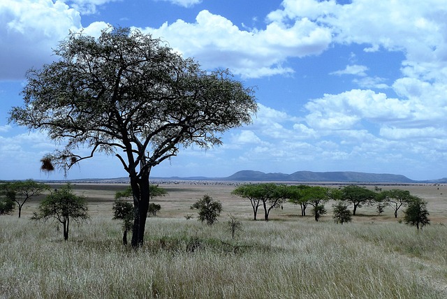 Image number 3 for The Best 3 Days Serengeti Safari
